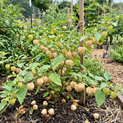 Ground Cherry Seeds – Physalis pruinosa