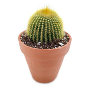 Green Cactus Austrocephalocereus Seeds, Herbal