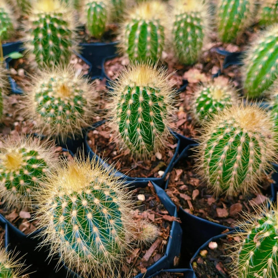Green Cactus Austrocephalocereus Seeds, Herbal