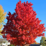 Autumn Blaze Maple Seeds