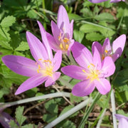 Bright Autumn Crocus Seeds