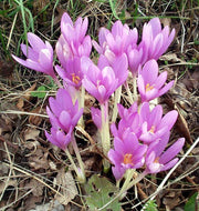 Bright Autumn Crocus Seeds