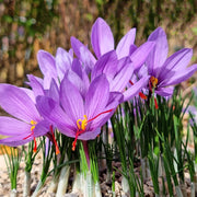 Hardy Fall Bloomer Autumn Crocus Seeds