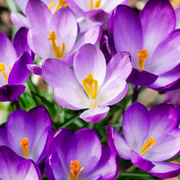 Hardy Fall Bloomer Autumn Crocus Seeds