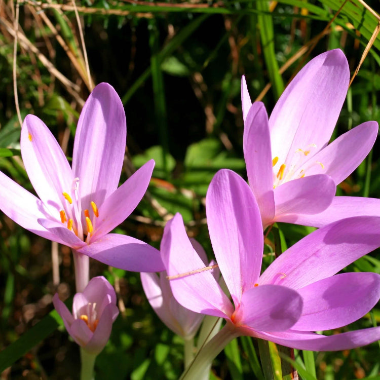 Bright Autumn Crocus Seeds