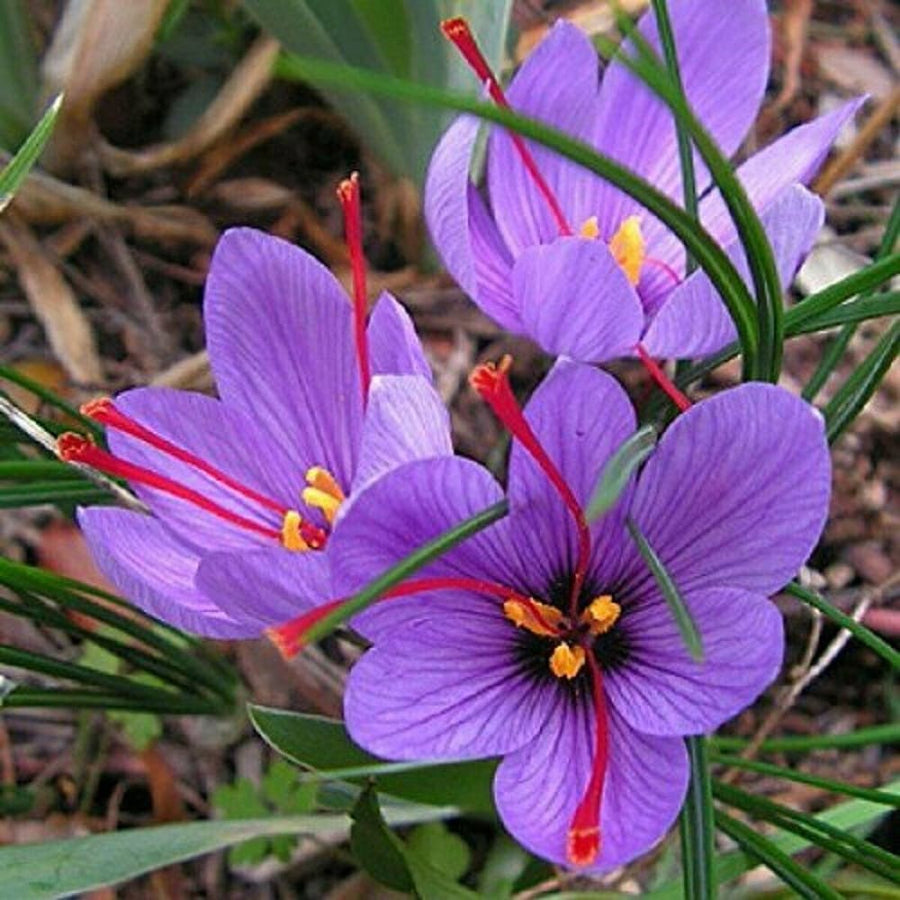 Hardy Fall Bloomer Autumn Crocus Seeds