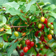 Autumn Olive Relative Seeds