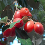 Autumn Olive Relative Seeds