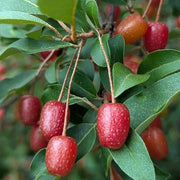 Autumn Olive Relative Seeds