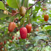 Autumn Olive Relative Seeds