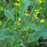 Mustard Seeds - Brassica juncea Vegetable Seeds