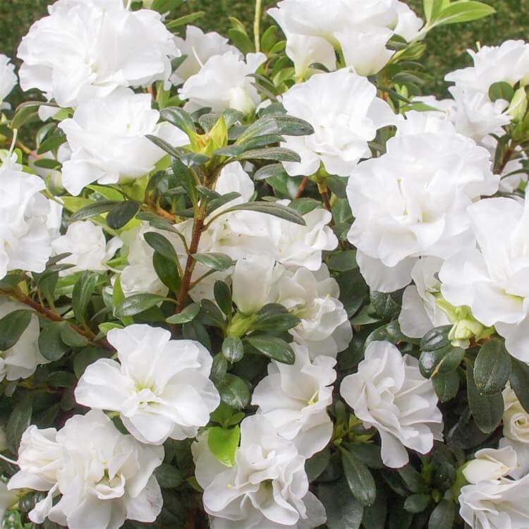 Azalea Blanco Seeds - Flower Plant