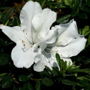 Azalea Blanco Seeds - Flower Plant