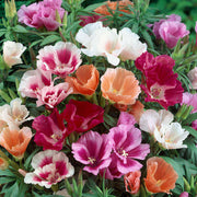 Azalea Flower Seeds Multicolor Seeds - Flower Plant