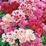 Azalea Flower Seeds Multicolor Seeds - Flower Plant