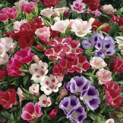 Azalea Flower Seeds Multicolor Seeds - Flower Plant
