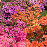 Azalea Multi-Colored Seeds - Flower Plant