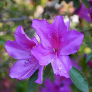 Purple Azalea Seeds