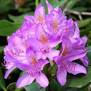 Purple Azalea Seeds