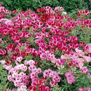 Azalea Seeds