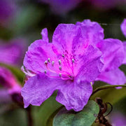 Purple Azalea Seeds