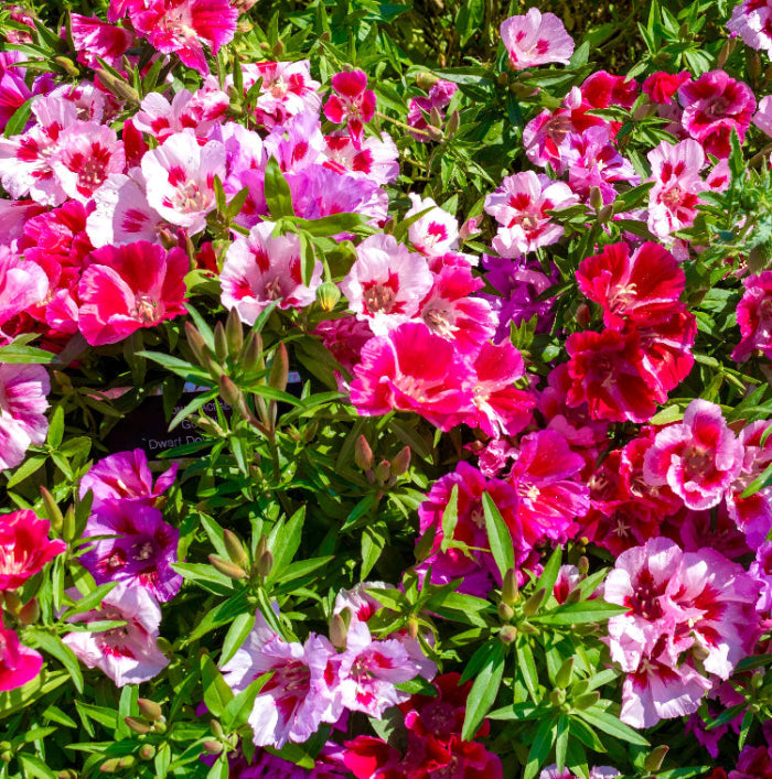 Azalea Seeds