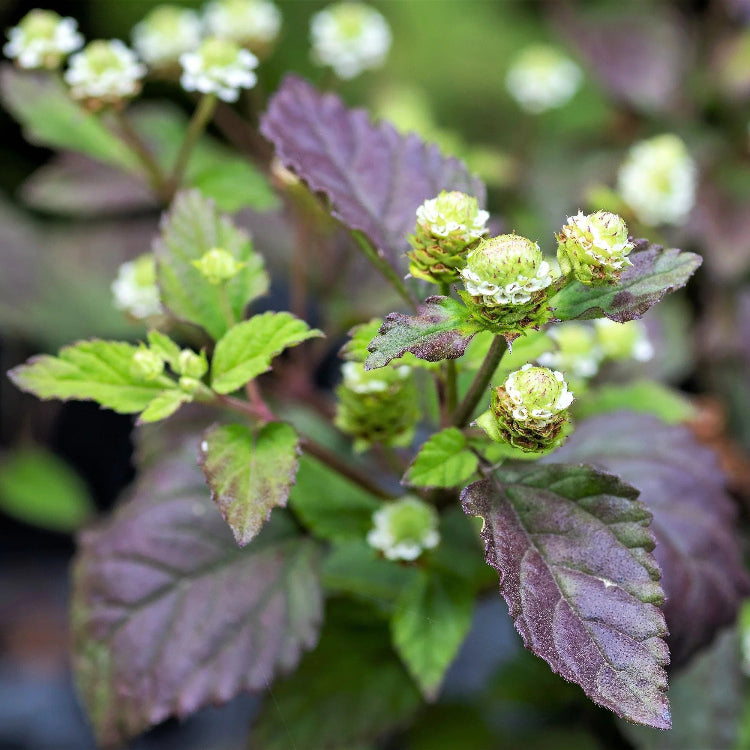 Lippia Dulcis Aztec Sweet Seeds