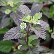 Lippia Dulcis Aztec Sweet Seeds