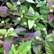 Lippia Dulcis Aztec Sweet Seeds