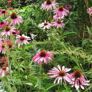 Finest Quality Echinacea Seeds