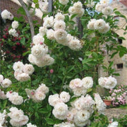 Climbing Sombreuil Rose Seeds