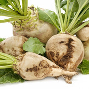White Sugar Beet Seeds