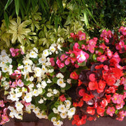 Mixed Begonia Seeds