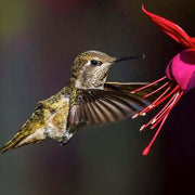 Hummingbird Friendly Fuchsia Seeds
