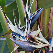 Cream Violet Strelitzia Seeds