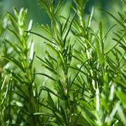 Dark Green Rosemary Seeds, Herbal
