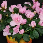 Baby Pink Azalea Seeds - Flower Plant