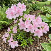 Baby Pink Azalea Seeds - Flower Plant