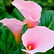 Baby Pink Calla Lily Seeds