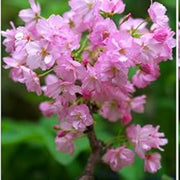 Baby Pink Simsii Bonsai Azalea Seeds - Flower Plant