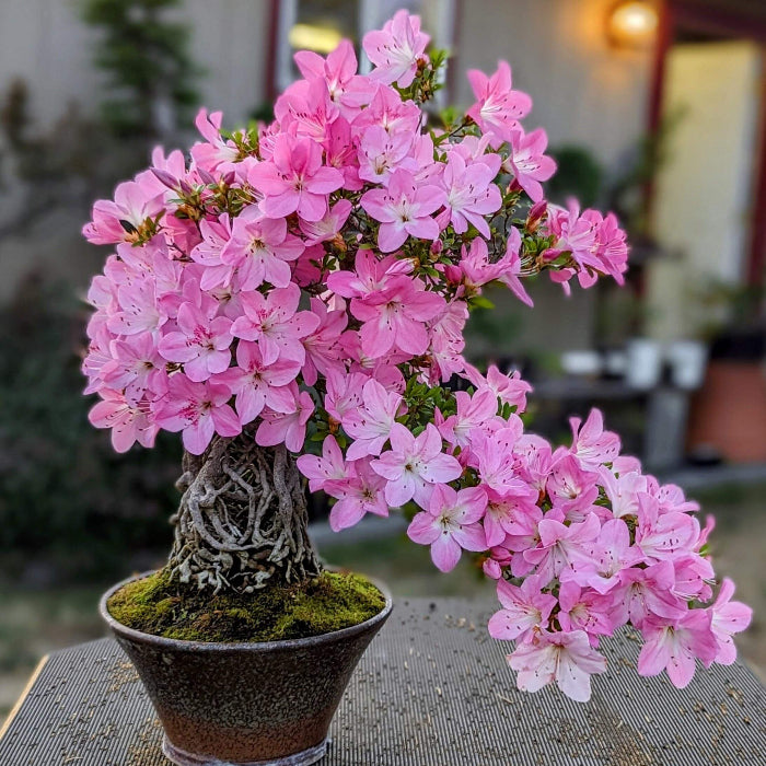 Baby Pink Simsii Bonsai Azalea Seeds - Flower Plant