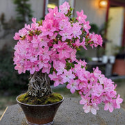 Baby Pink Simsii Bonsai Azalea Seeds - Flower Plant