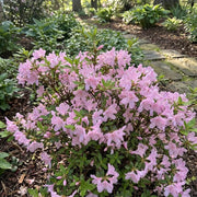 Baby Pink Simsii Bonsai Azalea Seeds - Flower Plant