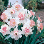 Baby Pink White Daffodil Seeds - Flower Plant