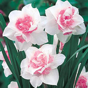 Baby Pink White Daffodil Seeds - Flower Plant