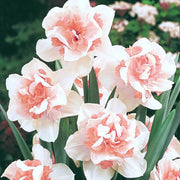 Baby Pink White Daffodil Seeds - Flower Plant