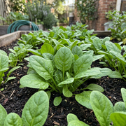 Savoy Spinach Seeds – Spinacia oleracea 'Savoy'
