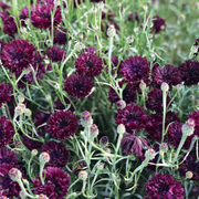 Black Bachelor Button Seeds