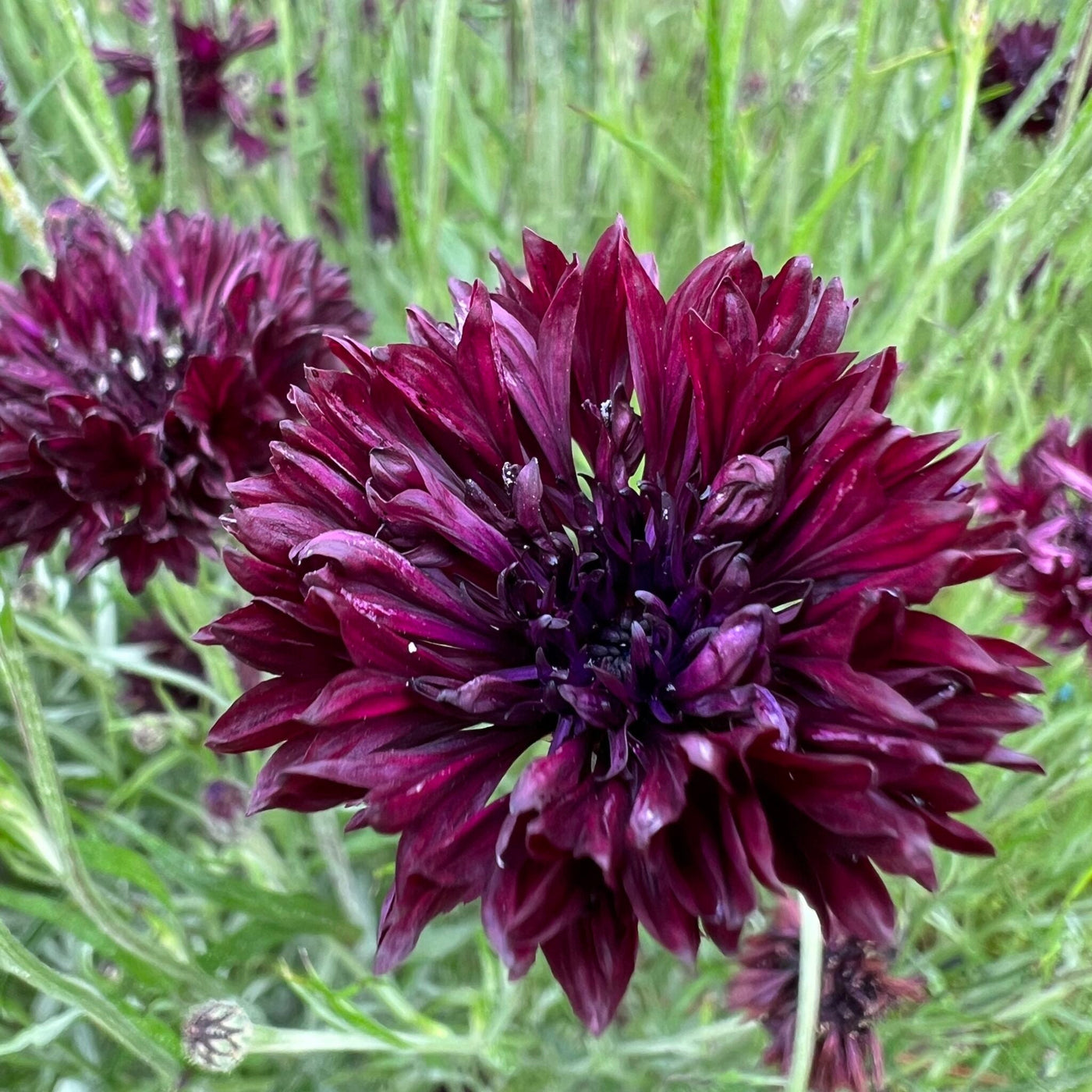 Black Bachelor Button Seeds