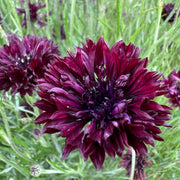 Black Bachelor Button Seeds